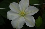 Clematis 'Mevrouw Le Coultre'